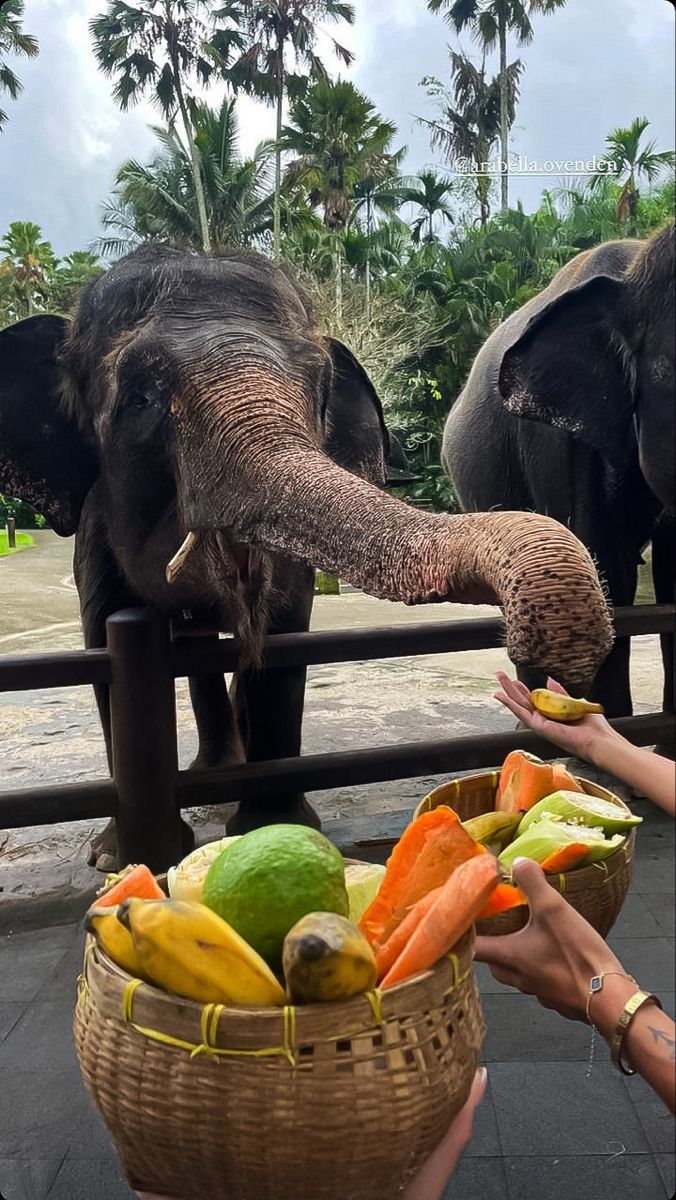 Protecting Sri Lankan Wildlife: A National Imperative