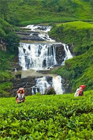 Protecting Sri Lankan Wildlife: A National Imperative