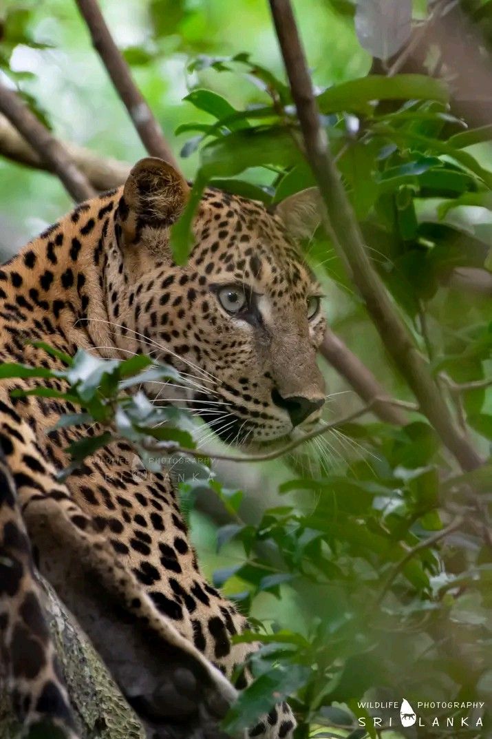 Protecting Sri Lankan Wildlife: A National Imperative