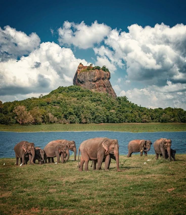 Protecting Sri Lankan Wildlife: A National Imperative